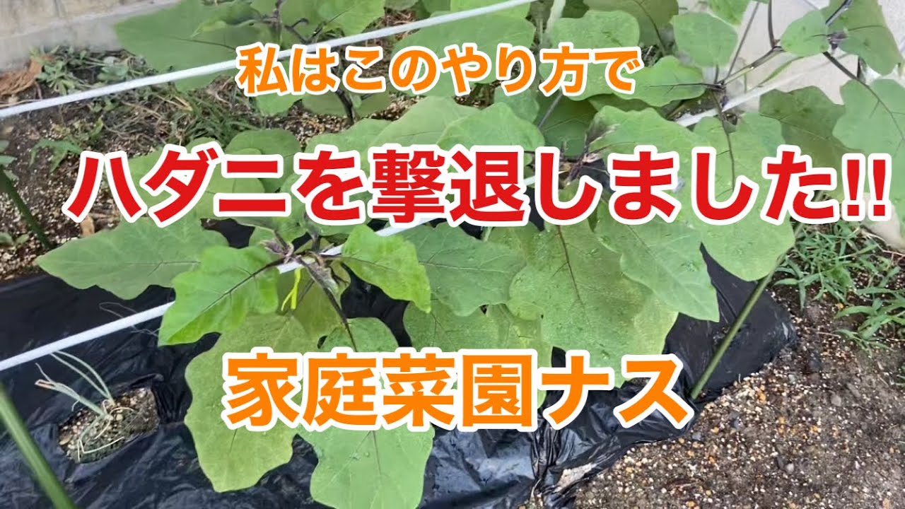 ハダニ 防除方法: ハダニ防除マニュアル – DentalCoalition