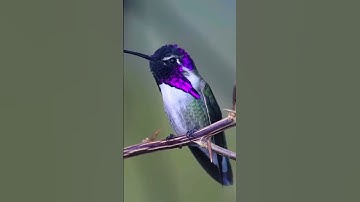 Singing of hummingbird#humming bird #smallest bird of the word#birdsounds