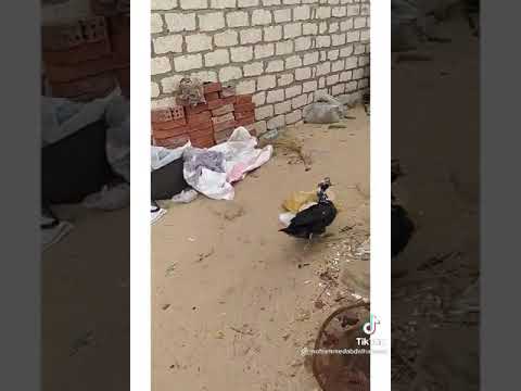 اسعدني مرورك الكريم