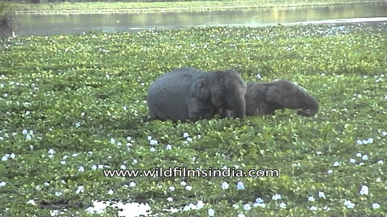 カジランガ国立公園の絶景画像とドローン空撮動画 インドの世界遺産