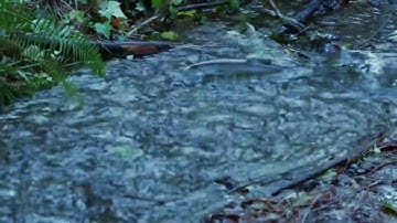 Cá Vượt Ngược Dòng Là Cá Sống Người Vượt Nghịch Cảnh Là Người Thành Công