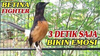Murai Betina FIGHTER 3 DETIK SAJA BIKIN EMOSI NGAMUK