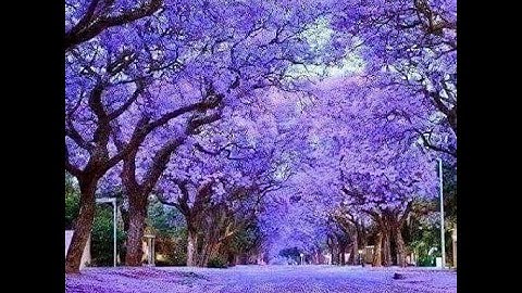 سورة النحل بصوت جميل يريح القلب للشيخ مشاري العفاسي-Mishari Alafasy Surat Al-Nahl