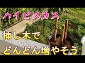 ハイビスカスは挿し木でどんどん増やせます