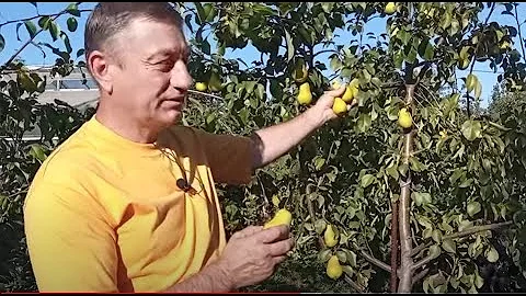 Обзор летних сортов груш урожая 2022 г.
