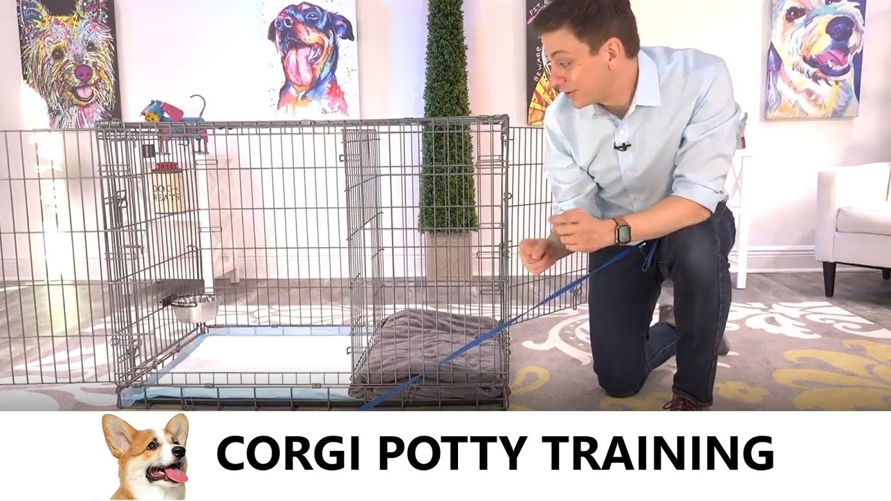 Potty Training from WorldFamous Dog Trainer Zak How to