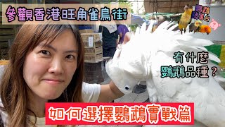 《鸚鵡豬事台》如何選擇鸚鵡實戰篇｜香港雀鳥街是什麼樣子｜新手了解｜鸚鵡種類｜片中好細箱仔裝住嘅係太平洋鸚鵡喺保温箱入面同大白一齊嘅係黃頭亞馬遜❌️迷你金剛仲有綠色果隻係月輪/橫頸❌️和尚