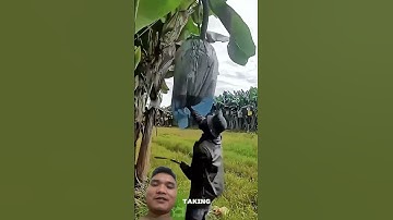 Chặt Buồng Chuối Siêu Nhanh #agriculture