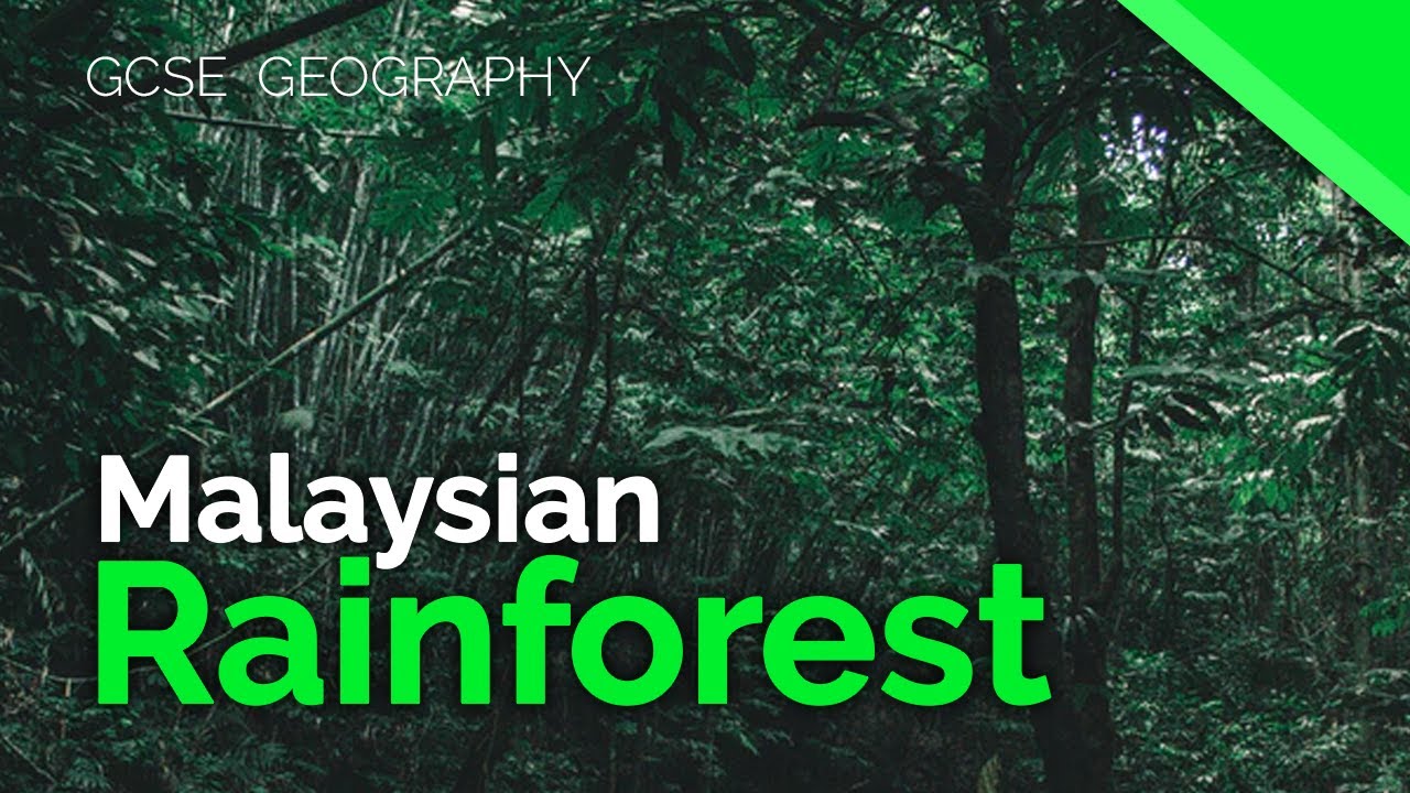 Malaysian Rainforests Overview