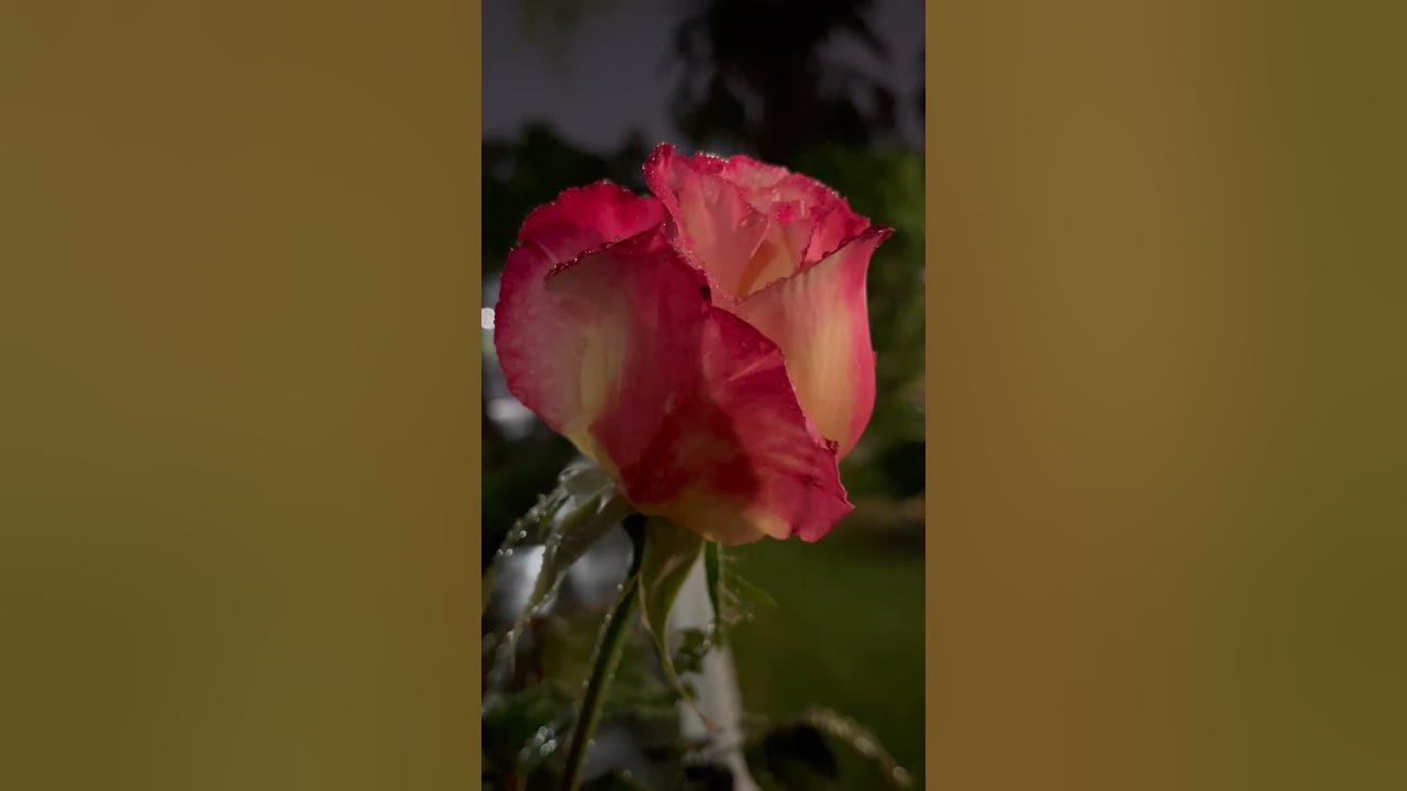 Roses Really Smell Like PooPooOoh! YouTube