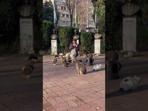 Cat Whisperer