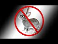 Популярное кролиководство: ОТКАЗ ОТ КРОЛИКОВ