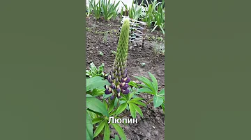 Волчий боб  или #люпин #lupin #lupinus #последождя
