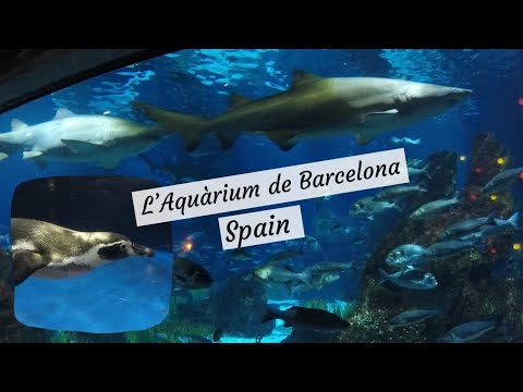Barcelona Aquarium (L' Aquarium de Barcelona), Spain