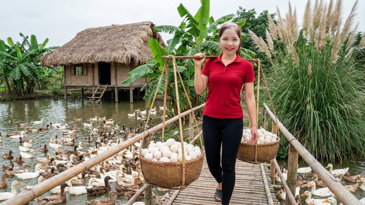 TIMELAPSE -- Harvesting Thousands of Duck Eggs Oganic & Go To Market Sell | Han Harvesting