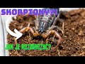 Przekładanie skorpionów! Lychas tricarinatus |SpidersForge|
