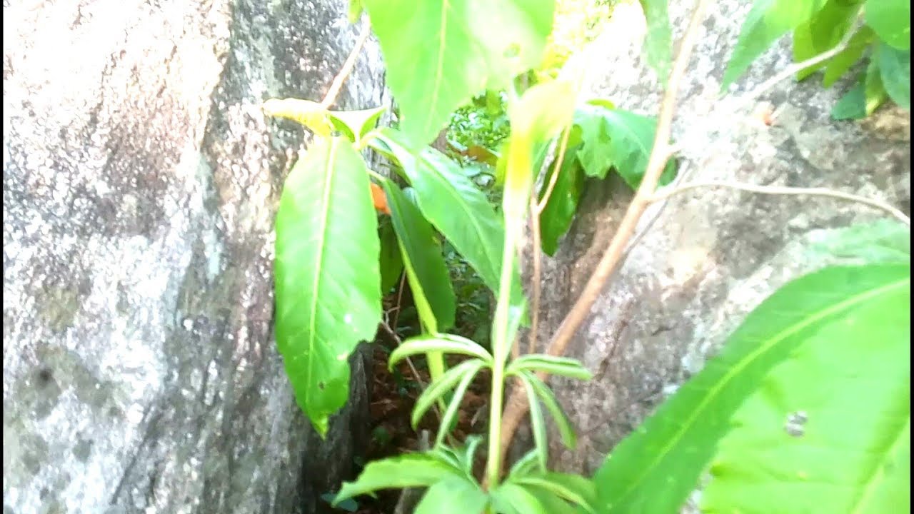 Rare Plant. लुप्त हो चुकी प्रजाति - YouTube
