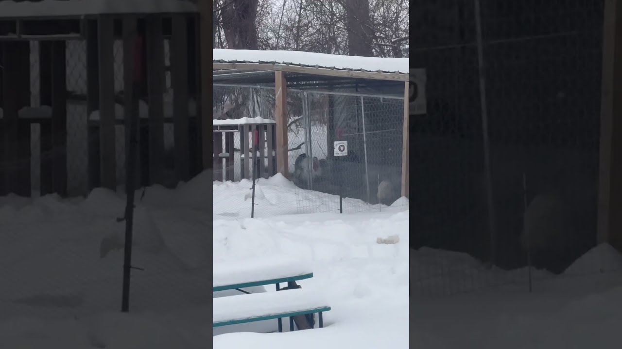 Another Snowstorm Headed our Way (Mid Northern Michigan)