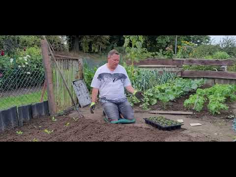 Video: Anbauanleitung für Tatsoi: Tipps zur Verwendung von Tatsoi