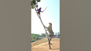 A leopard attacks a man in the mehogony tree #vfx #leopard #viralvideo #wildlife #shorts #animals
