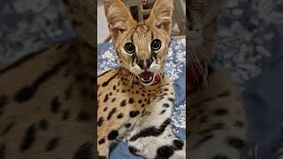 #serval