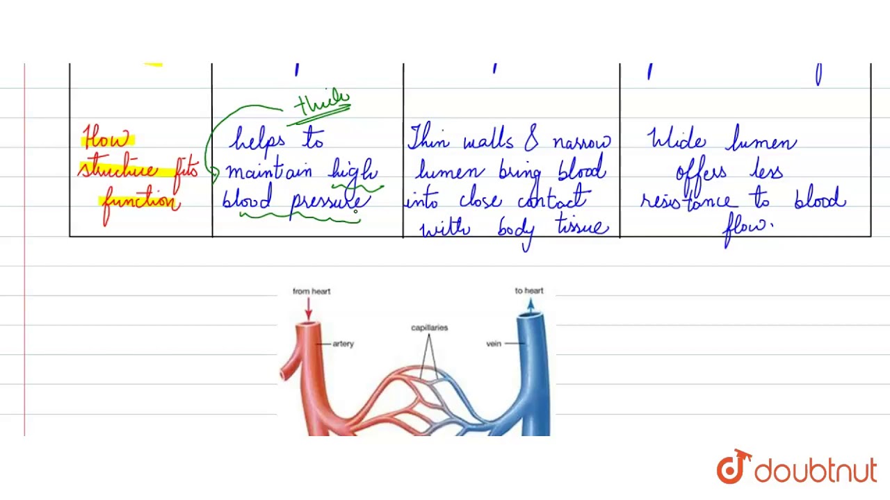 arteries veins and capillaries comparison