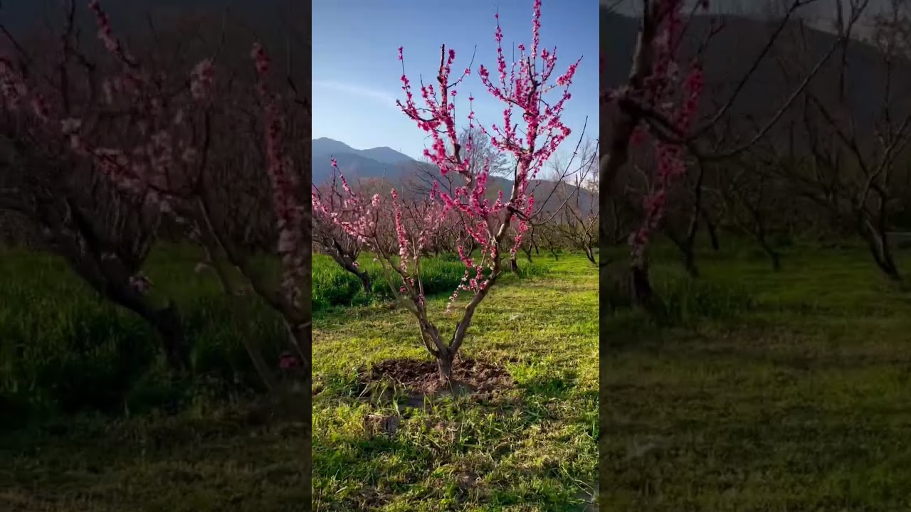 Discovering the beauty of Spring in Swat Valley, Pakistan
