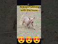 Give me back that hose pipe | Lilac Thickums Micro Bully