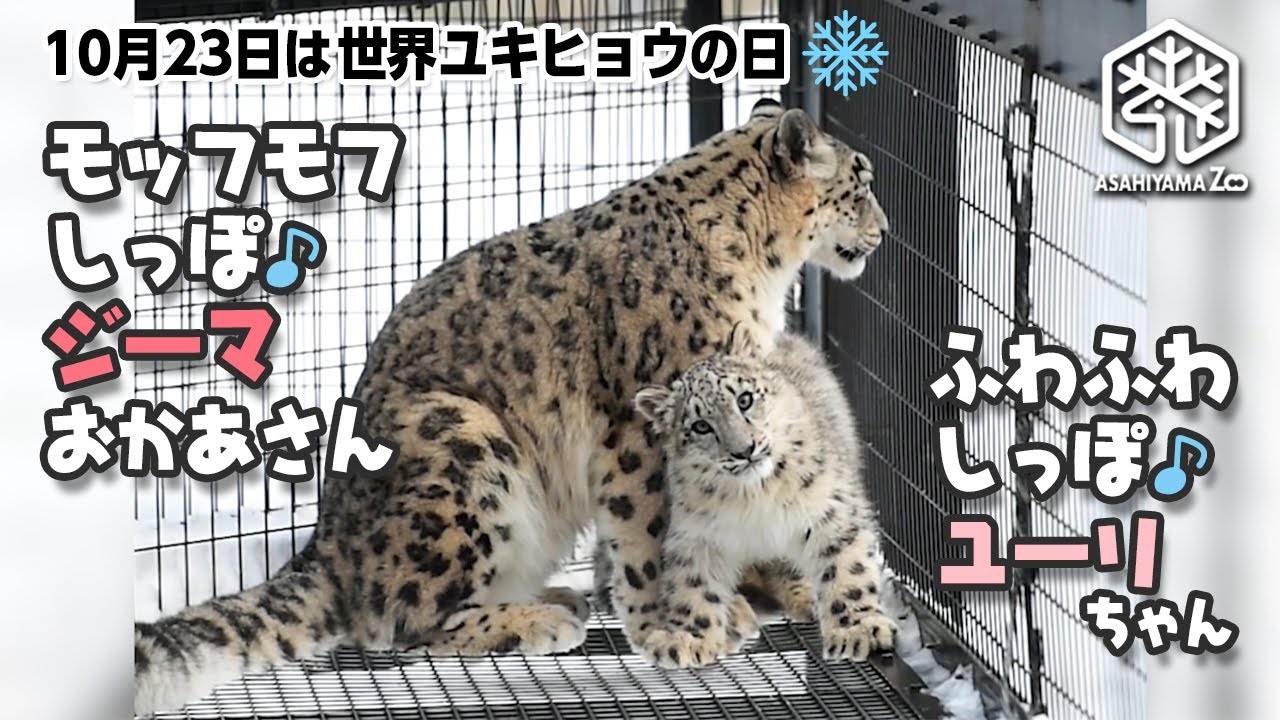 旭山動物園】モッフモフしっぽ♪ジーマお母さん ふわふわしっぽ