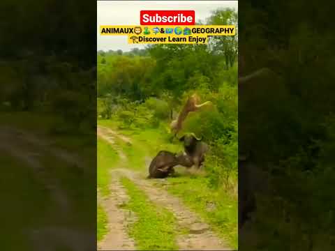 ثور الجاموس الإفريقي يفزع لإنقاذ أنثاه من قبضة لبؤة الله اكبر لاتنسى الإشتراك في القناة ليصلك الجديد