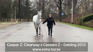 Caspar Z Dressage