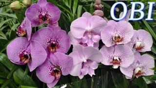 №793/ СВЕЖАЯ поставка КРАСИВЫХ орхидей в OBI