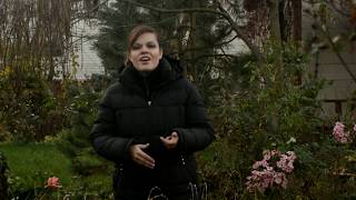 видео: Садовый влог 05.11.18/ Розы в саду - продолжение / Готовлю сад к зимовке / Пригибаю розы картинка: Садовый влог 05.11.18/ Розы в саду - продолжение / Готовлю сад к зимовке / Пригибаю розы