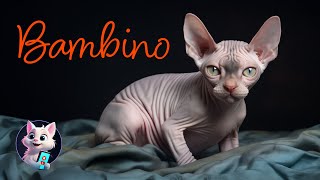 Bambino: The Unique Miniature Feline with a Big Personality by Kitty Cat Magic 24 views 6 months ago 40 seconds