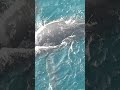 mumbai ke samunder me dekhane ko mila hira platform par whale fish 🐠🐠🐠🐟🐟🐟🐟 very long fish