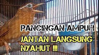 SUARA WAMBI BETINA MEMANGGIL JANTAN