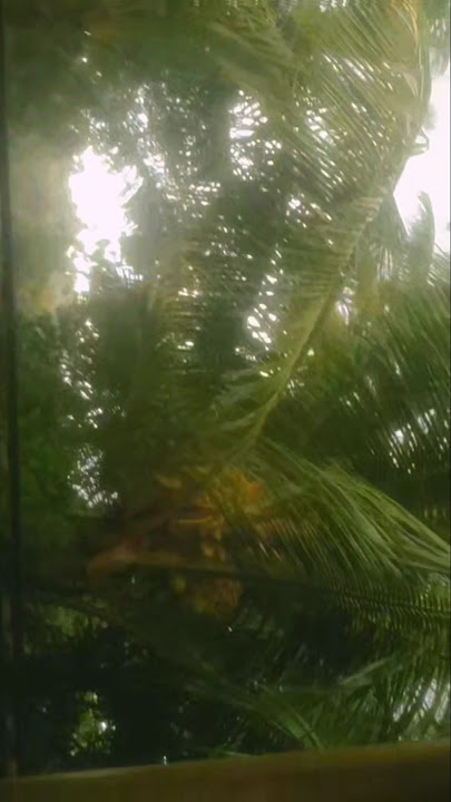 A windy day 🍃🍃🍃#world #wind #youtubeshorts #shortvideo #music #nature #life #lifestyle