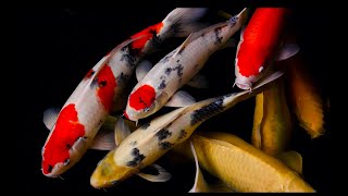 The koi fish rubs itself against the wall of the tank