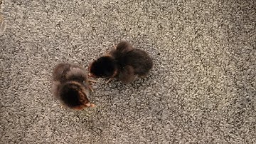 2 tug xwb. 12 eggs but only 2 chicks hatched 6/8/22