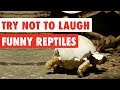 Try not to laugh  funny reptiles compilation 2017