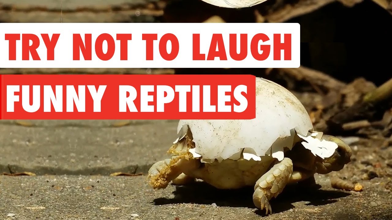 Replying to @Shell 🐚 #reptile #reptiles #reptilesoftiktok
