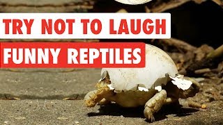 Try Not To Laugh | Funny Reptiles Video Compilation 2017