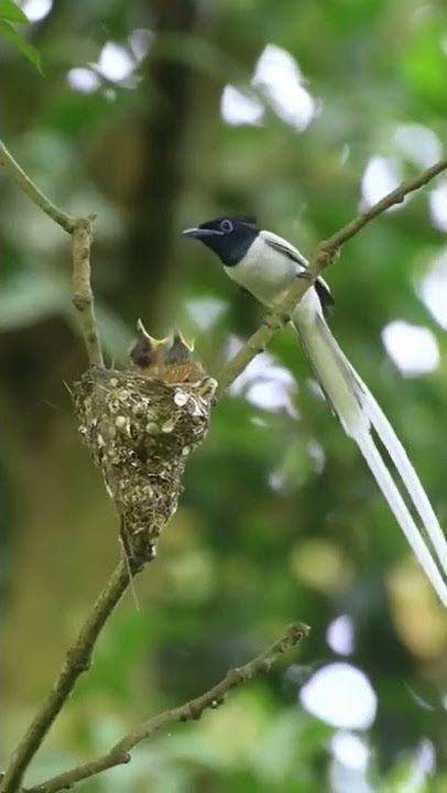 burung murai putih, ekor panjang lagi ngasih makanan anaknya, burung ciblek#shorts #fyp