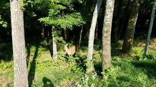 Deer daily. Same Doe and fawn