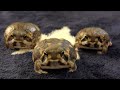 【３匹の子豚】最近太ったアメフクラガエル が運動をする！Exercise of fat rain　frogs!