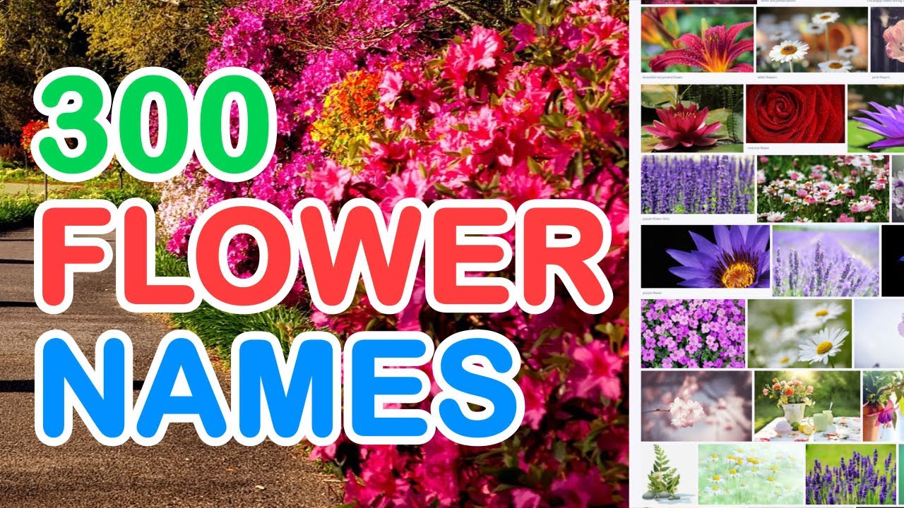 300 FLOWER NAMES IN ENGLISH WITH PICTURES THAT YOU MAY FIND IN ...