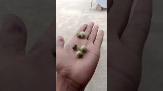 #tamato 🍅🍅🍅#VIEWS PROBLEM#SauCribe@❤️❤️❤️👍👍👍👍