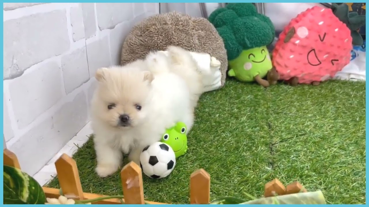 暁のポメラニアン② 180910葉月ちゃん ポメラニアン - 【公式
