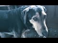 Duke - a short film by Split Adams