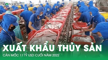Chuyển động Nhà nông 28/11: Xuất khẩu thủy sản có thể cán mốc 11 tỷ USD cuối năm 2022 | Báo DV